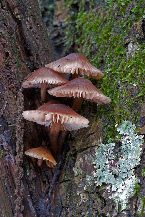 Funghi, mushroom, fungi, fungus, val d'Aveto, Nature photography, macrofotografia, fotografia naturalistica, close-up, mushrooms